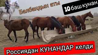 ОН ат Россиядан КЕЛДИ 🔥ДЕСЯТ ЛОШАДЬ👍 КУНАНДАР УЛАКТЫН АТЫ  САДЫРБАЙДА