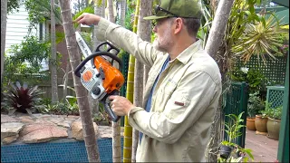 How To Remove A Golden Cane Palm Tree