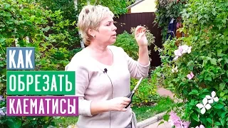 Как обрезать клематисы 1, 2 и 3й группы 🌟 Что важно знать? 🌟 УСЛОВИЯ РОЗЫГРЫША / Садовый гид