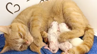 Scottish cat gave birth to 6 kittens of different colors