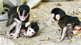 OMG, Very Cute Babies Monkey Are Contacting, Very Smart Babies Monkey Walking Fail On Ground.