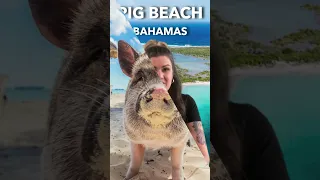 Discover Pig Beach