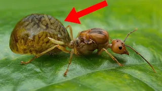 10 Most Terrifying Parasites That Control Their Victims
