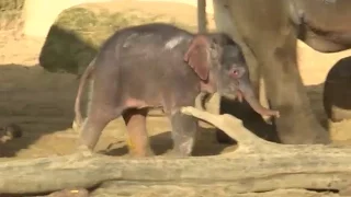 Elefantenbaby „Mäuschen“ begeistert Besucher im Zoo Hannover
