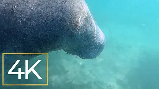 Swimming With Florida Manatees in 4K