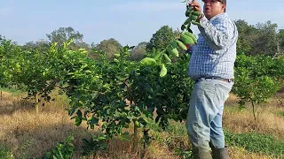 Segunda poda de formación en limon persa