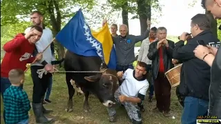 Korida i teferič i najbolje borbe bikova u Bosni: spektakl" GOJČIN"