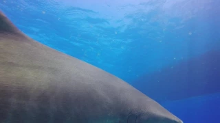Tiger shark bites GoPro