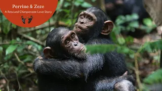 A Rescued Chimpanzee Love Story - Perrine and Zeze