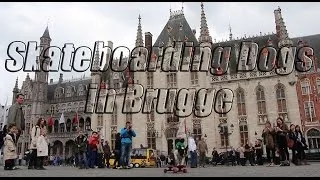 Skateboarding Dogs in Brugge BELGIUM