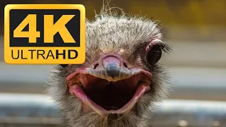 Ostrich Relaxing Instrumental Meditation Music Video