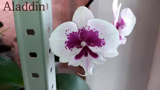 Обзор орхидей  05 ноября Леруа Мерлен Воронеж