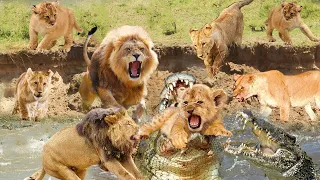OMG! The Lion Cub Was Caught By The Crocodile When Crossing The River, The Whole Herd Rose To Fight