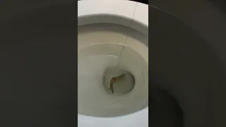 Toilet Fishing 🎣