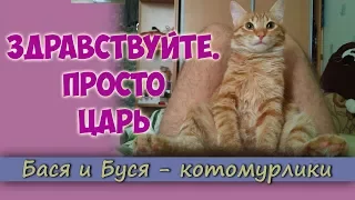 Здравствуйте, Царь. Или важный кот Бася. Забавный кот