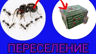 Переселение жнецов. Messor barbarus.