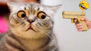 Funniest Animals 😄 New Funny Cats and Dogs Videos 2024 😹🐶 #51