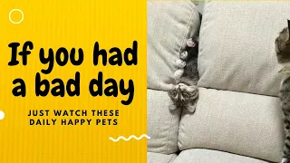 If you had a bad day, just watch these daily happy pets | Day 6