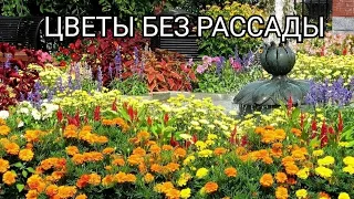 Цветы без рассады./ Посев сразу в грунт.