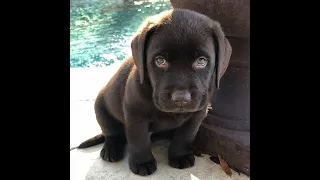 Labrador Compilation - Cute and Funny#3