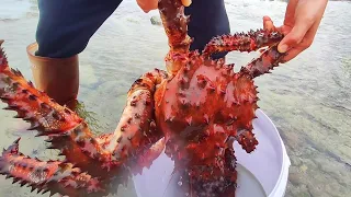 Catch seafood in the South Pacific. Harvest giant devil crabs