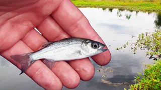 Stocking Aggressive Fish in the New Pond!