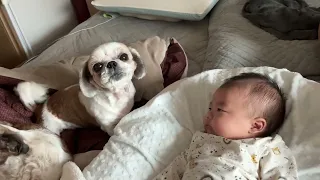 아기 군기잡는 시츄🤣🐶😍