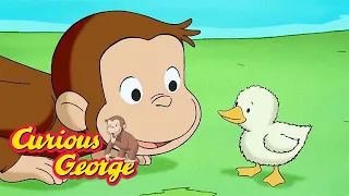 George and the Little Duck  🐵 Curious George 🐵 Kids Cartoon 🐵 Kids Movies