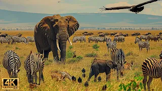 Our Planet | 4K African Wildlife - Great Migration from the Serengeti to the Maasai Mara, Kenya #31