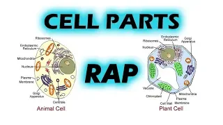 Parts of a Cell RAP - Memorize the Cell's Organelles (Lyrics)