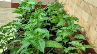 Cara mudah Berkebun cabe rawit di polybag