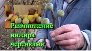 How to propagate figs. expert tips on breeding figs.