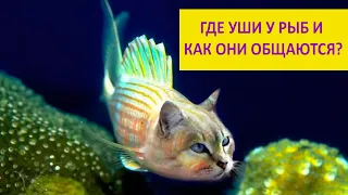 Слышат ли рыбы и как они общаются между собой? Наталья Носова