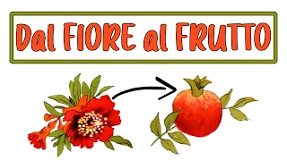 🌸➡🍑 DAL FIORE AL FRUTTO: Come nasce la Frutta? Lezione di Scienze Botanica Scuola Primaria 💮➡🍒