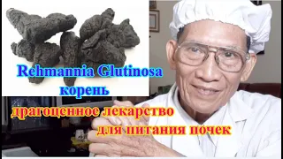 Rehmannia Glutinosa корень - драгоценное лекарство для питания почек l Толя ДоНгуенТхиеу