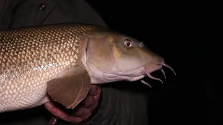 Barbel Fishing Rob Young's Favourite Barbel and Chub Rig