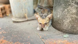 Rescue abandoned kitten lost his mother and dirty face | FTC Meow