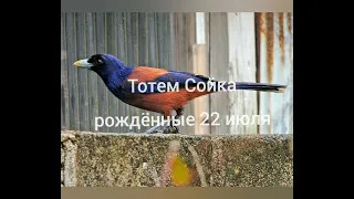 Тотем Сойка рождённые 22 июля