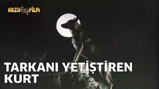 Tarkan Gümüş Eyer - Tarkan'ın Kurtuluşu ve Kurt Tarafından Büyütülmesi