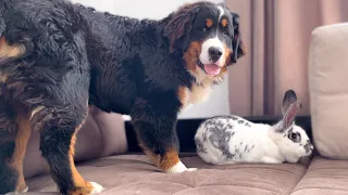 Bernese Mountain Dog Puppy Confused by a Meeting with a Giant Rabbit