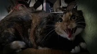 Mia the Cat with PTSD | My Cat From Hell