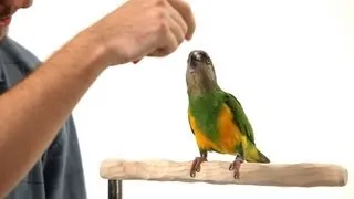 How to Teach Your Parrot to Nod Yes | Parrot Training