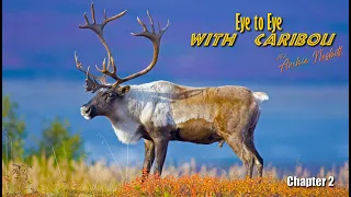 Woodland caribou bow hunt Newfoundland - trophy woodland caribou hunts in Newfoundland