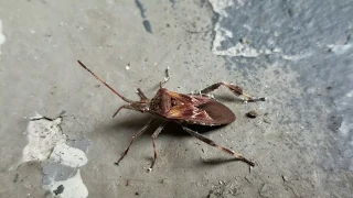 Amerikanische Kiefernwanze (Leptoglossus occidentalis) #Wanze #AmerikanischeKiefernwanze #Beatle