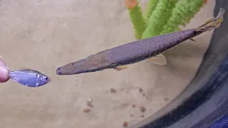 Small Pet Alligator Gar Devours Shad!