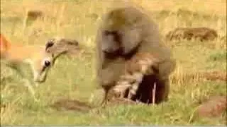 gazelle vs baboon