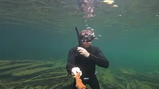 Chilliwack Lake Sockeye