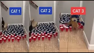 Cats Cups | Video Cats Floor Full of Cups | Video Cats Cups Floor | Video Three Cats Cups floor