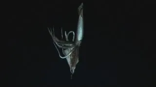 AMAZING VIDEO: Giant squid filmed in deep sea habitat for the first time