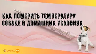 Как померить температуру собаке в домашних условиях